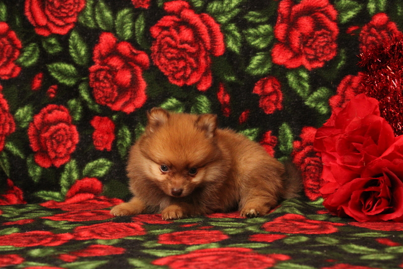 puppy, for, sale, Pomeranian, Matthew B. Stoltzfus, dog, breeder, Gap, PA, dog-breeder, puppy-for-sale, forsale, nearby, find, puppyfind, locator, puppylocator, aca